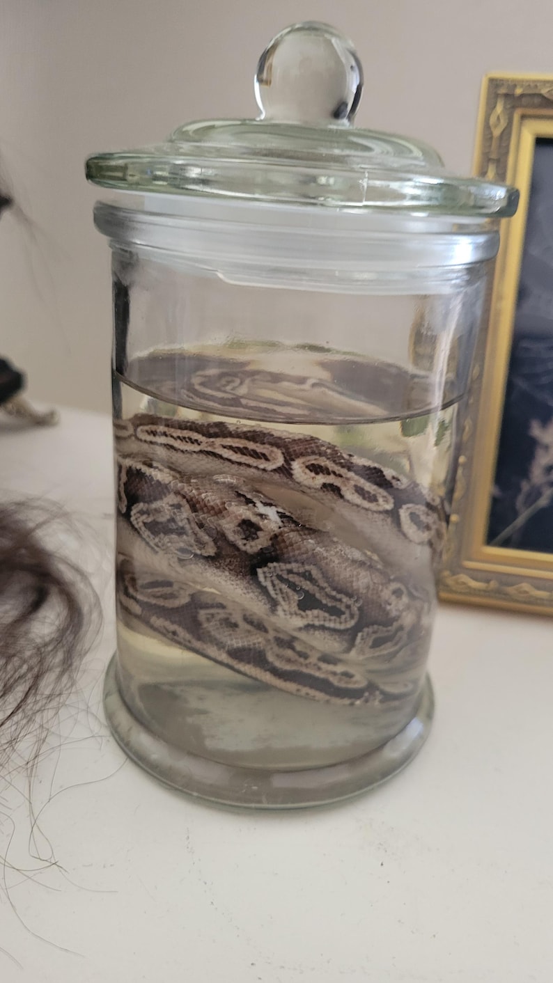 May include: A clear glass jar with a lid, containing a preserved snake submerged in liquid. The snake has a brown and tan pattern. The jar is on a white surface.