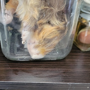 large guinea pig