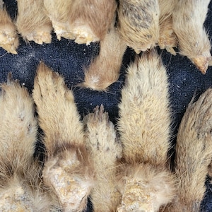 Peut inclure: Une collection de pattes d'animaux tannées, avec une fourrure brun clair et des griffes visibles. Les pattes sont disposées sur une surface texturée bleu foncé, mettant en valeur les textures et couleurs naturelles.