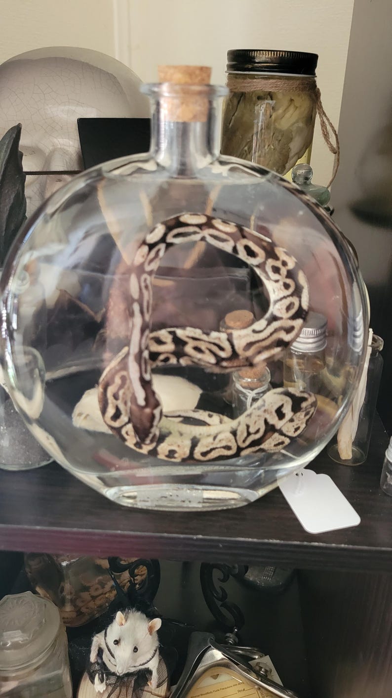 May include: A clear glass jar with a cork stopper containing a coiled snake. The snake is brown and white with a pattern of spots and stripes.