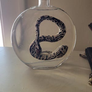 May include: A clear glass bottle with a cork stopper containing a preserved snake. The snake is curled in a circle and has a black and white pattern.