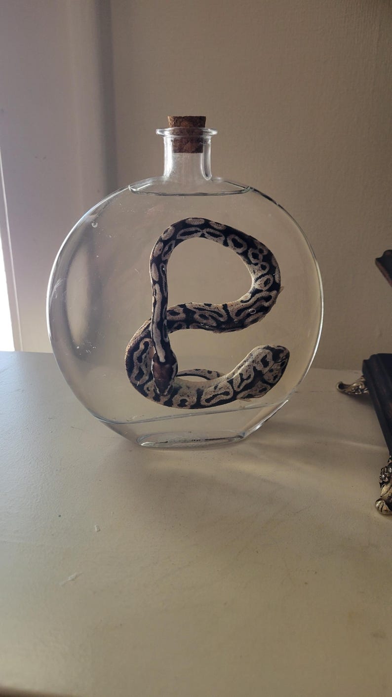 May include: A clear glass bottle with a cork stopper containing a preserved snake. The snake is curled in a circle and has a black and white pattern.