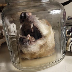 large opossum head