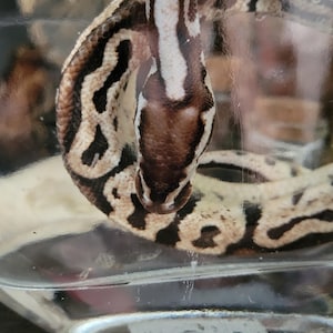 May include: A black and white snake with a brown head is coiled in a glass container. The snake has a pattern of black and white stripes.