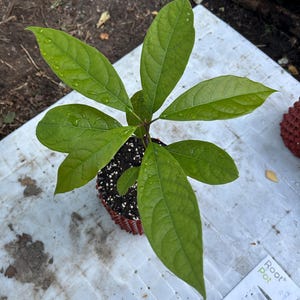Mexicola Avokadoplanta: 6-8 månader gammal, professionell, noggrann och skadefri leverans (gratis endast inom EU)