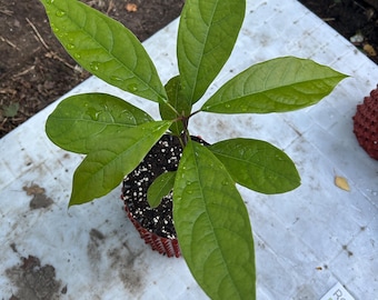 Mexicola Avocado-Pflanze: 6-8 Monate alte, professionelle, sorgfältige und unbeschädigte Lieferung (kostenlos in EU)