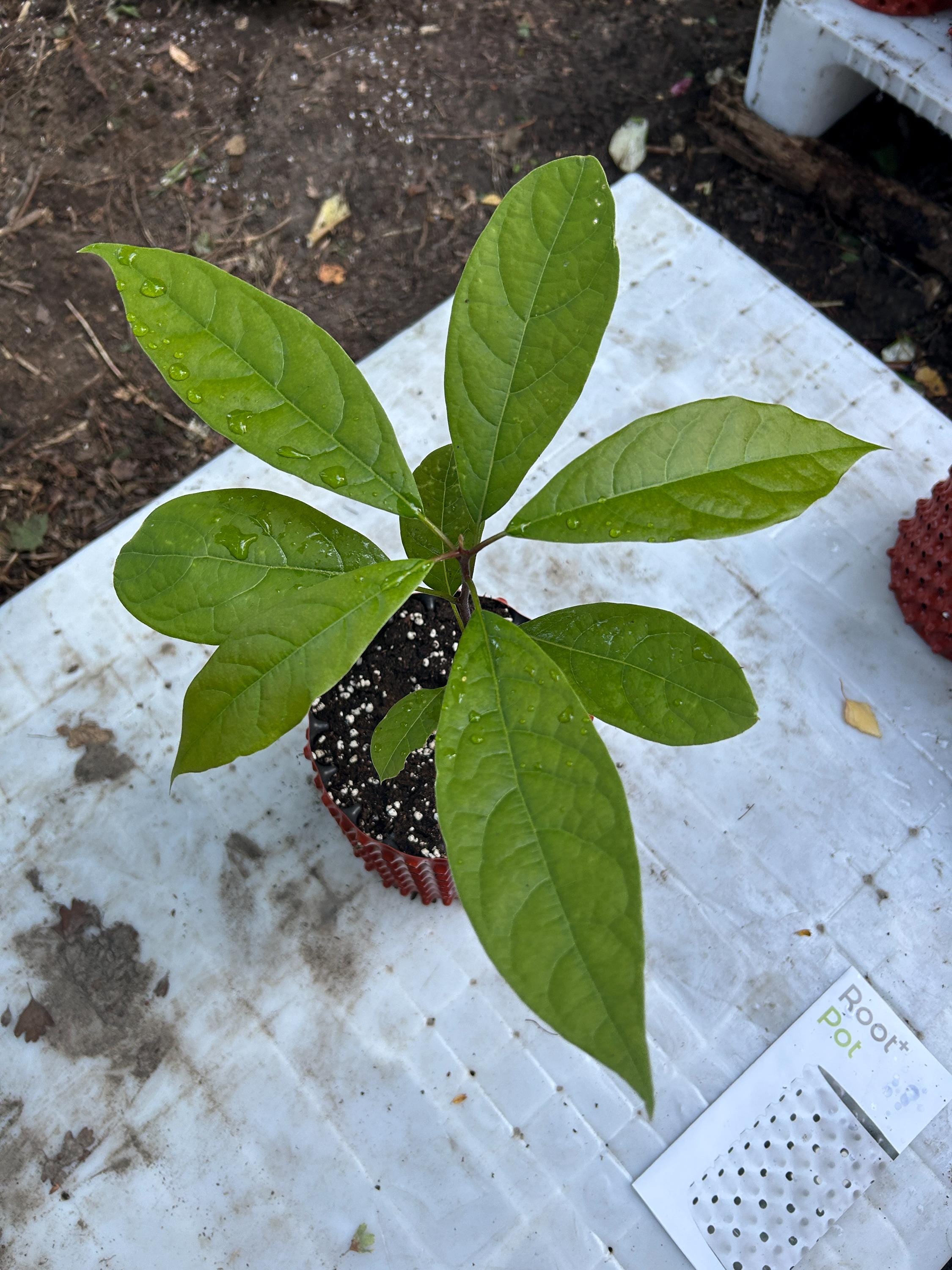 Grafted avocado tree - Etsy 日本