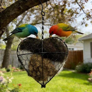 May include: A heart-shaped bird feeder made of wire mesh, filled with nesting material, hangs from a tree branch. Two colorful birds, one blue and green, the other red and yellow, perch on the feeder, eating. The feeder is suspended in a garden setting.