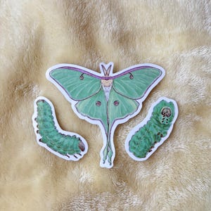 Luna Moth Caterpillar Sticker Set, Glossy Vinyl Waterproof Decal for Water Bottle, Laptop Decal