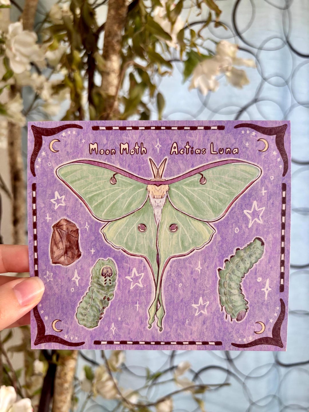 Actias Luna Moon Moth: Fine Art Print - Etsy