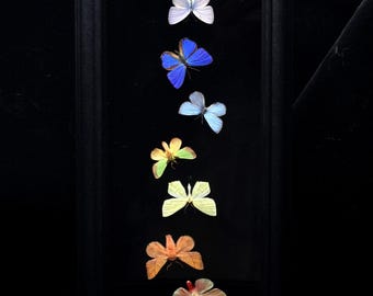 Esposizione di farfalle e falene vere: composizione arcobaleno incorniciata, opere d'arte colorate