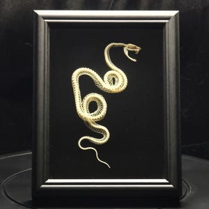 Peut inclure: Un cadre contenant un squelette de serpent de couleur crème, disposé en position enroulée et dressée, la gueule ouverte. Le squelette est monté sur un fond noir uni et est enfermé dans un cadre rectangulaire noir simple.