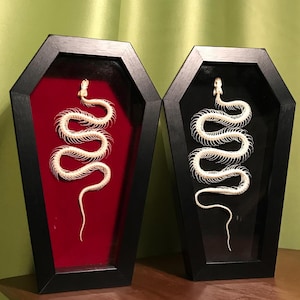 May include: Two black coffin-shaped shadow boxes containing white snake skeletons. One shadow box features a deep red velvet backing, while the other shadow box features a black backing. Both skeletons are arranged in a winding, serpentine position.