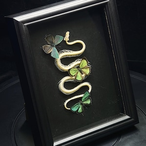 May include: A black rectangular frame containing a snake skeleton arranged in a serpentine shape on a black background. Three butterflies with iridescent green and blue wings are positioned along the length of the white, segmented snake spine.