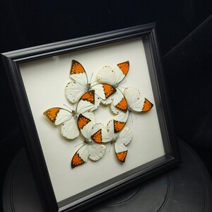 Pu&ograve; includere: Un'esposizione incorniciata con farfalle disposte a cerchio. Le farfalle hanno ali bianche con segni arancioni e neri. La cornice nera circonda uno sfondo neutro.