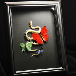 Pode incluir: Uma moldura retangular preta contendo um esqueleto de cobra branco disposto em forma curva. Três borboletas estão posicionadas ao longo do esqueleto: uma grande borboleta vermelha brilhante, uma média verde-clara e uma pequena azul-escura.