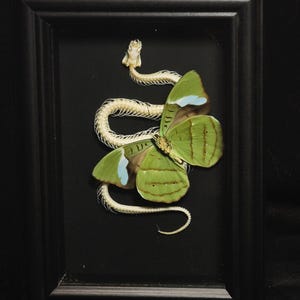 Può includere: Un display incorniciato che presenta uno scheletro di serpente bianco avvolto a forma di S, posizionato dietro una grande farfalla verde con accenti alari azzurri e marroni. L'esemplare è montato su uno sfondo nero solido in una cornice nera.