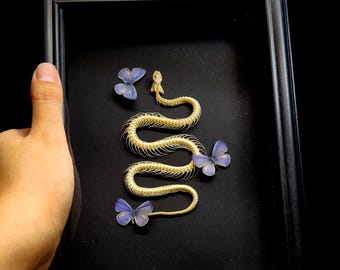 May include: A black rectangular frame containing a cream-colored snake skeleton arranged in a serpentine S-shape. Three small, delicate butterflies with iridescent purple and blue wings are positioned around the skeletal remains on a black background.