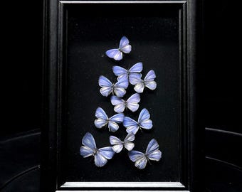 Scatola delle ombre con farfalla viola Udara: espositore vintage, retro in velluto