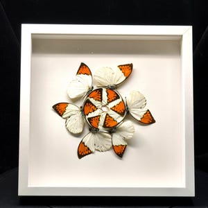 Pu&ograve; includere: Un'opera d'arte incorniciata con una disposizione circolare di farfalle. Le farfalle hanno ali bianche con segni arancioni e neri. L'opera d'arte &egrave; ambientata su uno sfondo bianco all'interno di una cornice quadrata bianca.