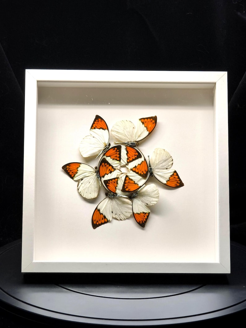 Pu&ograve; includere: Un'opera d'arte incorniciata con una disposizione circolare di farfalle. Le farfalle hanno ali bianche con segni arancioni e neri. L'opera d'arte &egrave; ambientata su uno sfondo bianco all'interno di una cornice quadrata bianca.