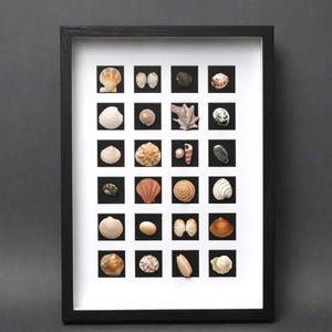 Può includere: Una cornice da parete nera con un passe-partout bianco dotato di ventiquattro aperture quadrate. Ogni apertura contiene una conchiglia unica in varie tonalità di marrone, bianco, beige e grigio, disposte in una griglia di sei file.