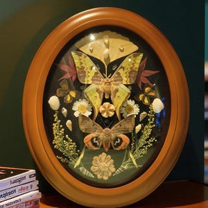Real Male Actias maenas Moth Specimen Artwork,9&quot;x11&quot; Round Vintage Frame, Luxury Gift for Moth Collector, Nature Art Wall Decor, Luna Moth