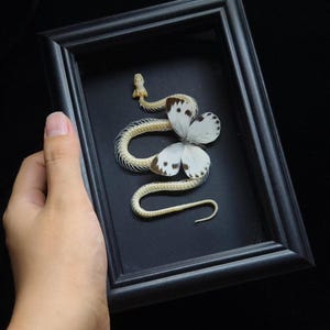 Puede incluir: Un marco rectangular negro que contiene un esqueleto de serpiente blanco dispuesto en forma serpentina curva. Una mariposa blanca con manchas de color marrón oscuro en las puntas de las alas se sitúa sobre el centro del esqueleto sobre fondo negro.