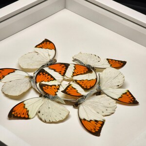 Pu&ograve; includere: Una composizione di farfalle con ali bianche e arancioni, disposte in un motivo circolare. Le farfalle sono presentate su una superficie bianca all'interno di una cornice bianca. Le ali presentano motivi dettagliati, creando un effetto visivo sorprendente.