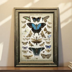 32 Real Pressed Incect Specimens Collection,A4 Vintage Frame,Gift for Entomology Lovers,Museum Science Display,Nature-inspired Wall Decor