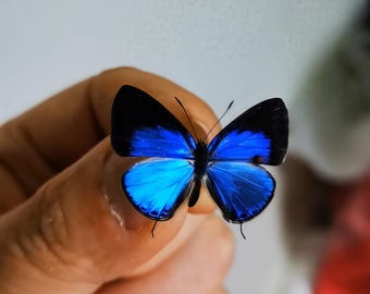 ブルーモルフォ蝶 標本 青色 UVカット付き Amazon.co.jp: ジャイアントブルーモルフォ蝶標本、本物の