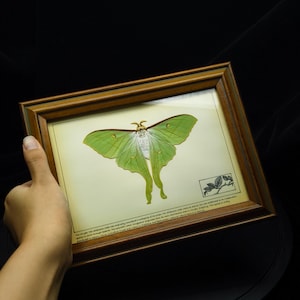 Real Long-tailed Saturn Moth Specimen,8&quot; Vintage Wood & Glass Shadow Box,Sustainably Collected,Luxury Gift for Moth Collector,