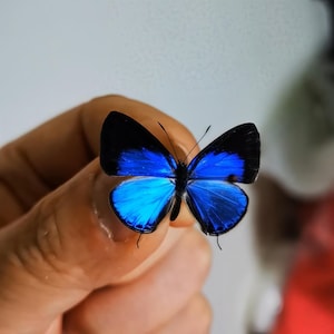 May include: A small butterfly with vibrant, iridescent blue wings featuring distinct black borders along the edges. The wings display a symmetrical pattern with a deep, saturated blue centre that transitions into dark, solid black wing tips and margins.