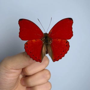 May include: A vibrant red butterfly specimen with dark brown accents on the lower wing edges and thin black antennae. The wings display a symmetrical pattern with small black dots along the outer margins, showcasing a deep crimson coloration.