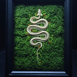 May include: A framed display featuring a white snake skeleton arranged in a serpentine pattern on a vibrant green moss background with small red accents, all enclosed within a rectangular black frame with a clean, structured border design.