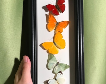 Espositore di veri esemplari di farfalle, arte arcobaleno, cornice da 5,5x12 pollici