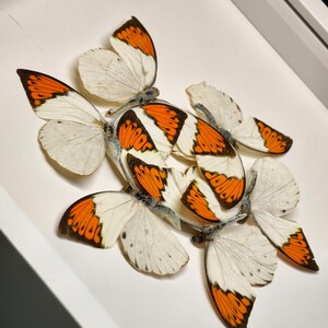 Pu&ograve; includere: Una collezione di farfalle con ali bianche e arancioni, esposte in una scatola bianca. Le farfalle sono disposte in un gruppo, mostrando i loro intricati motivi e colori. I segni arancioni sono prominenti sui bordi delle ali.