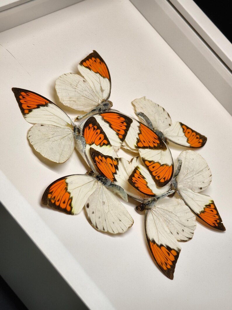 Pu&ograve; includere: Una collezione di farfalle con ali bianche e arancioni, esposte in una scatola bianca. Le farfalle sono disposte in un gruppo, mostrando i loro intricati motivi e colori. I segni arancioni sono prominenti sui bordi delle ali.