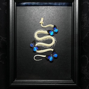 May include: A white snake skeleton arranged in a winding S-shape inside a black rectangular frame. Three vibrant blue and black butterflies are positioned along the length of the skeletal remains, contrasting against the dark background.