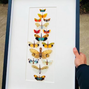 Puede incluir: Obra de arte enmarcada con una colección de mariposas coloridas dispuestas verticalmente sobre un fondo blanco. Las mariposas muestran una variedad de patrones y tonos, incluyendo naranja, amarillo, azul y marrón. La obra está encerrada en un marco negro.