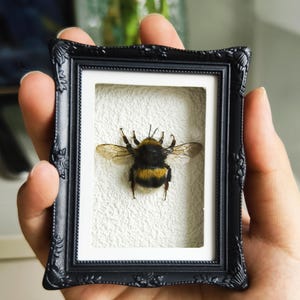 May include: A small, rectangular black frame with ornate, embossed floral detailing along the edges. Inside the frame, a preserved bumblebee with black and yellow fuzzy stripes and translucent wings is mounted against a textured white background.