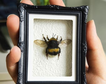 Real Bumblebee Specimen, Framed Resin Magnet, Nature Lover Gift