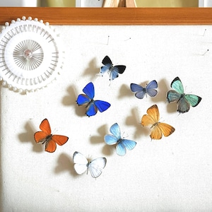Può includere: Una collezione di otto farfalle conservate in vari colori, tra cui blu, arancione, verde e bianco, fissate con spilli su una tavola di tessuto bianco. Un puntaspilli bianco circolare con numerosi spilli da cucito argentati si trova nell'angolo in alto a sinistra.