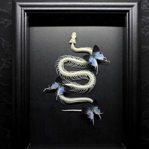 May include: A white snake skeleton arranged in a serpentine shape inside a black rectangular frame. Three butterflies with black and light blue wings are positioned along the length of the skeletal spine, creating a contrast against the black background.