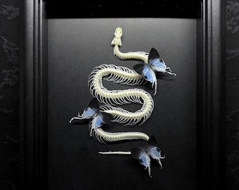 May include: A white snake skeleton arranged in a serpentine shape inside a black rectangular frame. Three butterflies with black and light blue wings are positioned along the length of the skeletal spine, creating a contrast against the black background.