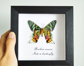 Framed Madagascar Sunset Moth Chrysiridia Rhipheus Rainbow
