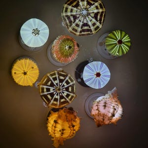 Op de afbeelding: Een verzameling zee-egelschelpen en twee schelpen gerangschikt in een cirkelvormig patroon. De zee-egelschelpen hebben radiale patronen in tinten geel, groen, paars, bruin en wit. Twee oranje en bruine schelpen zijn aan de onderkant geplaatst.