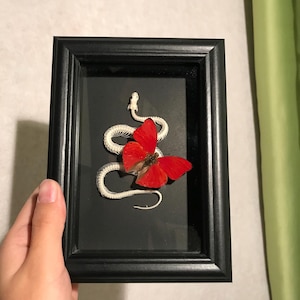 Véritable squelette de serpent et spécimen de papillon planeur rouge sang, Morpho rouge sang, os de serpent, cadeau gothique sombre, Cymothoe sangaris