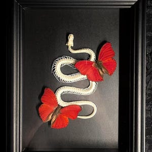 Könnte beinhalten: Ein weißes Schlangenskelett, das in einer geschwungenen S-Form in einem schwarzen rechteckigen Rahmen angeordnet ist. Zwei leuchtend rote Schmetterlinge sind auf dem Skelett platziert, einer in der Nähe des Kopfes und der andere am Schwanz.