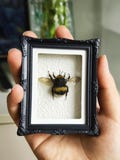 Real Bumblebee Specimen Fridge Magnet, 3.5-inch Hanging& Freestanding Resin Frame,Nature-Inspired Gift for Insect Lovers, Miniature Box product logo